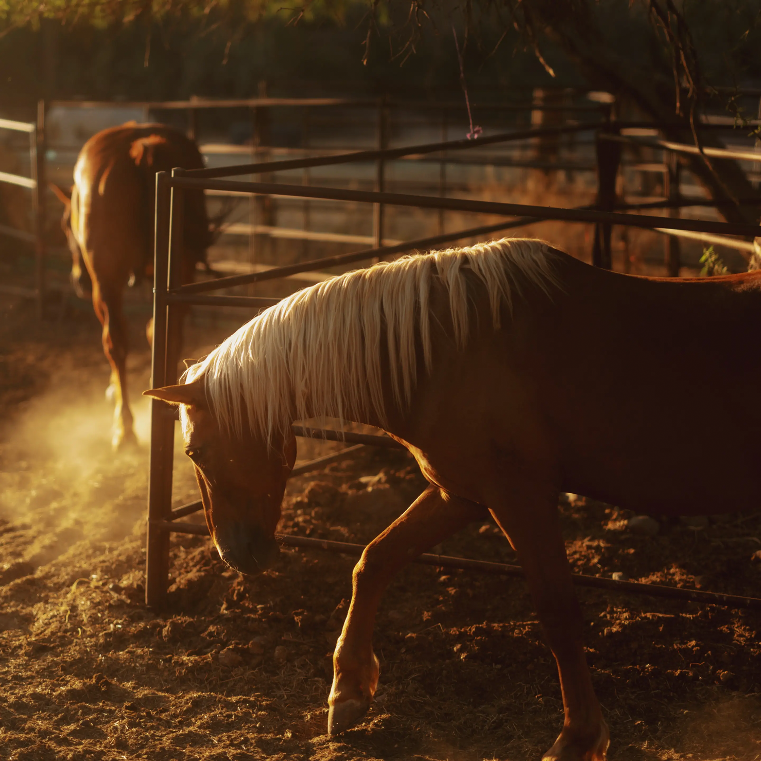 Moment 67mm Variable ND Filter with CineBloom - 20% for 67mm Lens