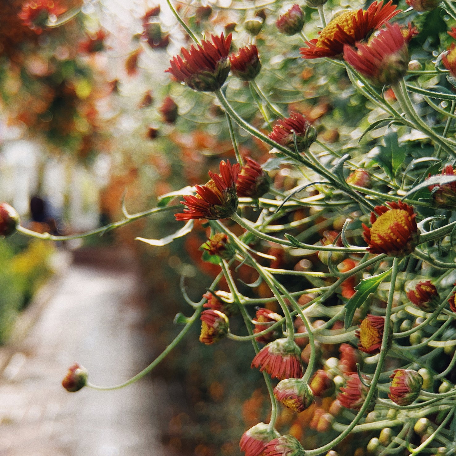 Moment Tele 58mm Mobile Lens - T-Series